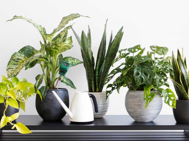Indoor-Plant-fo-boyfriends-