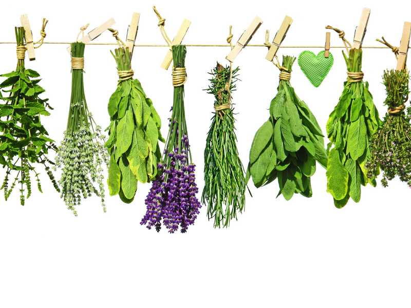 Fresh Flowers and Herbs