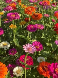 Spring-garden-ideas-for-beginners